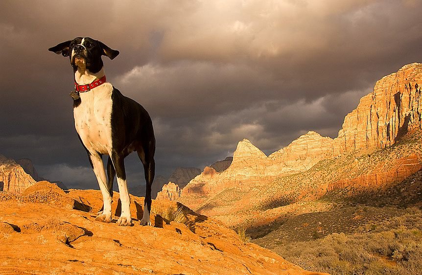 5 Amazing Dog-Friendly National Parks in California